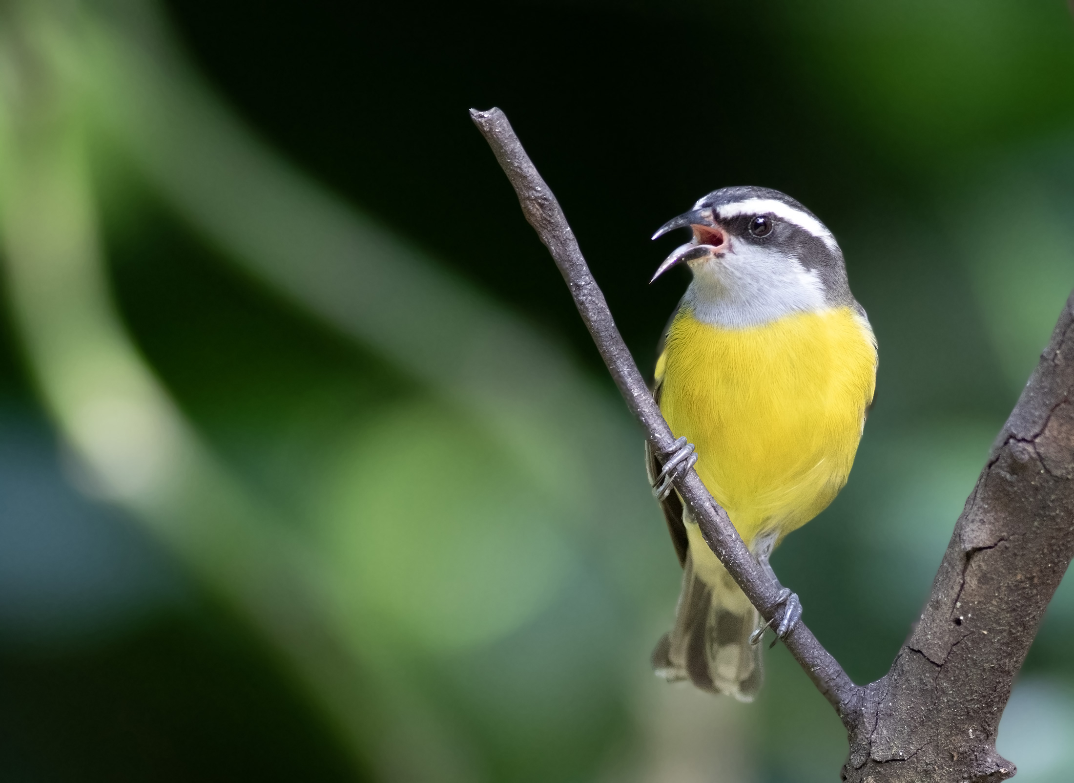 Bananaquit